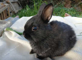 Baby Netherland dwarf rabbits