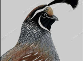 12 California quail egg's