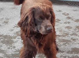 Cocker spaniel looking for a good home