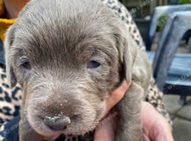 ONE GIRL SILVER LABRADOR LEFT FOR SALE
