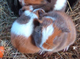 2 guinea pig brothers