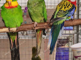 Stunning Birds/Parakeets/ Parrots available