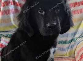 Newfoundland Puppies