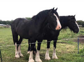 Shire gelding 18.2