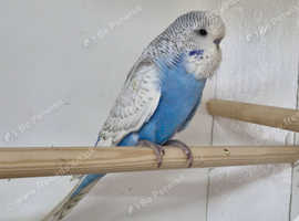 Budgies for sale