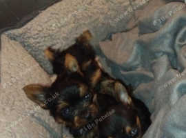 5 weeks old