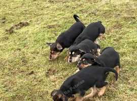 Pedigree Huntaways