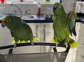 Two beautiful yellow head Amazon parrots