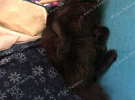 Cat need to be rehomed