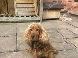 Show cocker for sale
