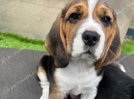 Beagle puppy male