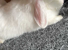 Pure white mini lop