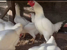 Pure white ko shamo chickens for sale