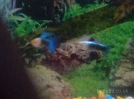 2 male guppies for sale £2 each