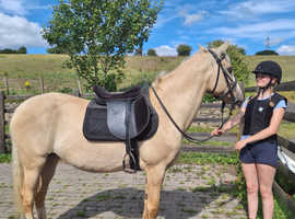 Eye catching Project Mare