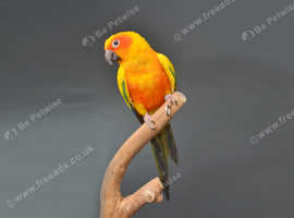 Sun conure for deals sale