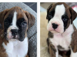 2 flashy brindle boys available, Boxers
