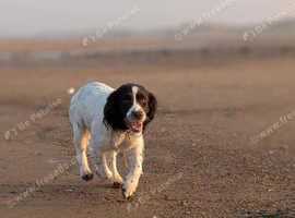 Springer spaniel cross