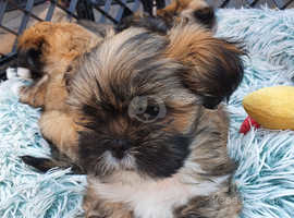 Lhasa Apso Boy Puppy, KC Reg, PRA clear parents, Licensed Breeder