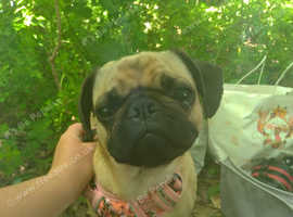 Pug female has jabs