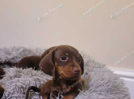 1 mini dachshund female pup