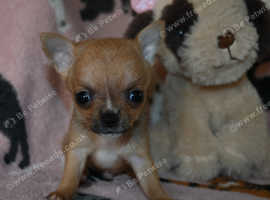 Pomeranian x chihuahua puppies