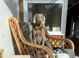 Weimaraner best sale x kelpie