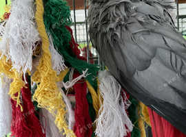 African Grey Parrot 14 years old