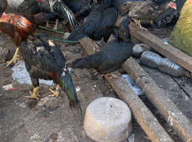 Aseel chickens for sale offers