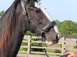 Beautiful Black  registered Colt