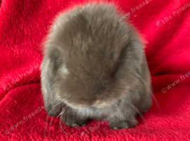 Adorable Pure Mini Lop Rabbits