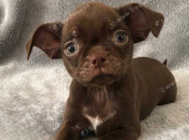 Smooth Coat Chocolate Chihuahua Puppies