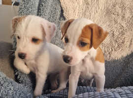KC registered showline male pups