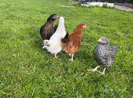 Hybrid chickens guaranteed girls