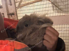 Neutered male rabbit