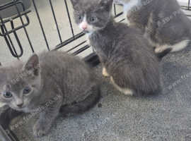 4 grey/grey and white male