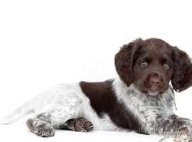 SMALL Munsterlander Puppies wanted