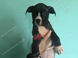 Mastiff cane corsa cross american bulldog puppies
