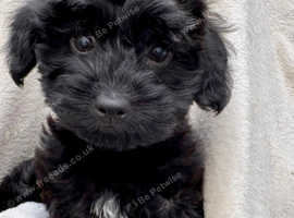 Beautiful friendly Jackapoo puppies
