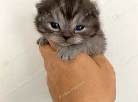 Black Smoke British Shorthair male