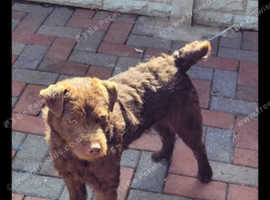 Chocolate patterdale terrier