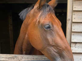 15.2 bright bay gelding Cob X