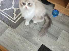 Persian X Ragdoll Kittens 1 Girl in Gloucester on Freeads Classifieds ...