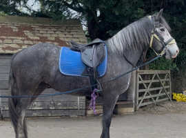Stunning 15.2 3 yr old ID x mare