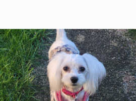 Beautiful Maltese bitch needs rehoming.  Bit nervous and not the best around children, but lovely cucddly pet.
