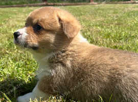 Gorgeous KC Registered, DM, VWD & PRA Clear Male Welsh Pembroke Corgi