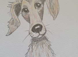 Dachshund hand drawing