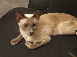 7 beautiful tonkinese x siamese kittens for sale