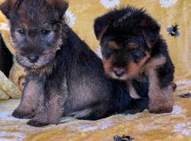 Wawauzer puppies Beautiful