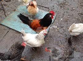 Meet the Isabella Partridge Brahmas  Brahma chicken, Beautiful chickens,  Chickens backyard